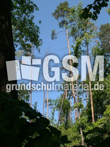 abgestorbene Bäume 3.jpg